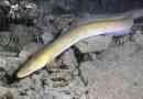 Eel rzeki